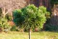Pinus sylvestris Rogow HB IMG_2910 Sosna pospolita